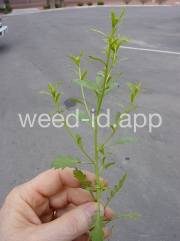 pepperweed, sand